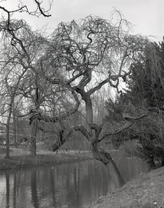 85802 Afbeelding van een boom langs de Stadsbuitengracht te Utrecht, ter hoogte van de Maliesingel; op de achtergrond ...